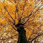 Landgoed Staverden Ermelo boom in de herfst