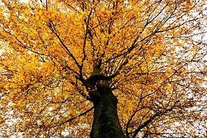 Landgoed Staverden Ermelo boom in de herfst