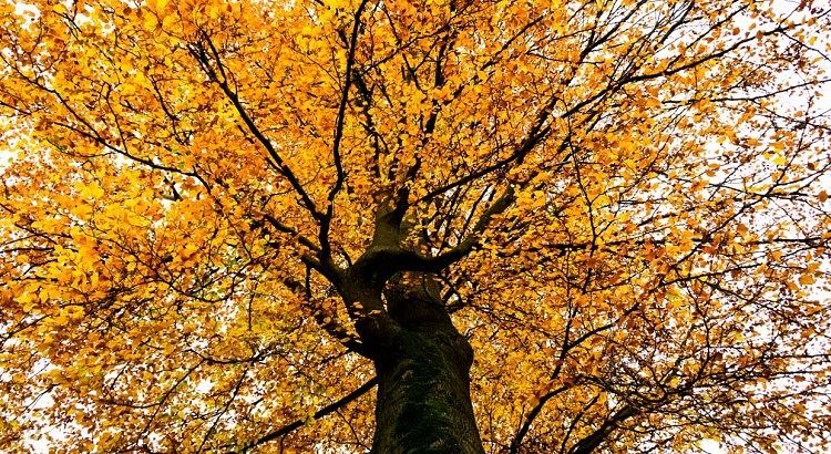Landgoed Staverden Ermelo boom in de herfst