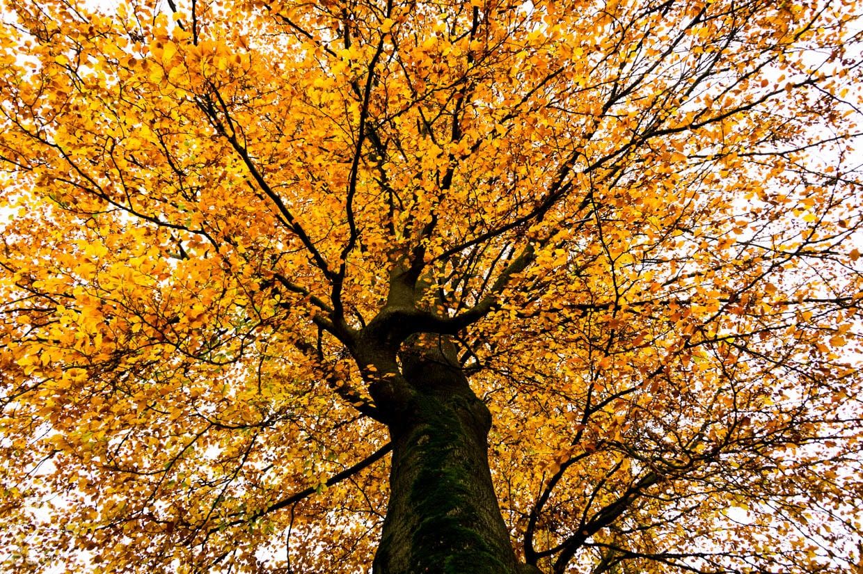 Landgoed Staverden Ermelo boom in de herfst