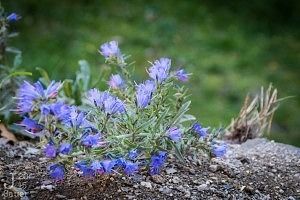 Paarsen bloemen