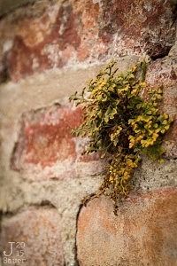 Plantje groeit in muur