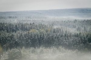 Mistig besneeuwd bos Tsjechië