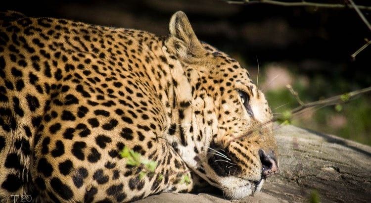Panter