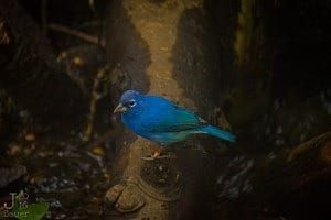 Blue bird