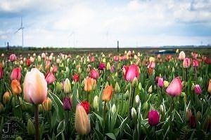 Hanneke's pluktuin