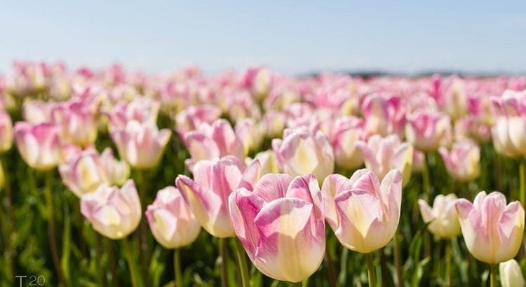 Tulpenroute