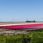 Tulpenroute Dronten