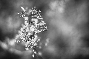 Wilde bloemen