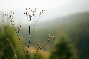 Wilde bloemen