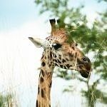 Wildlands Giraffe