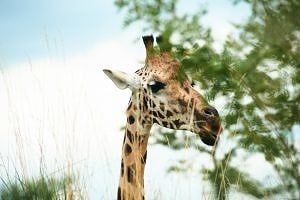 Wildlands Giraffe